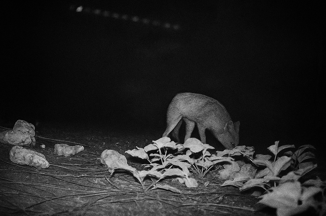 Chasse-Fugace-close