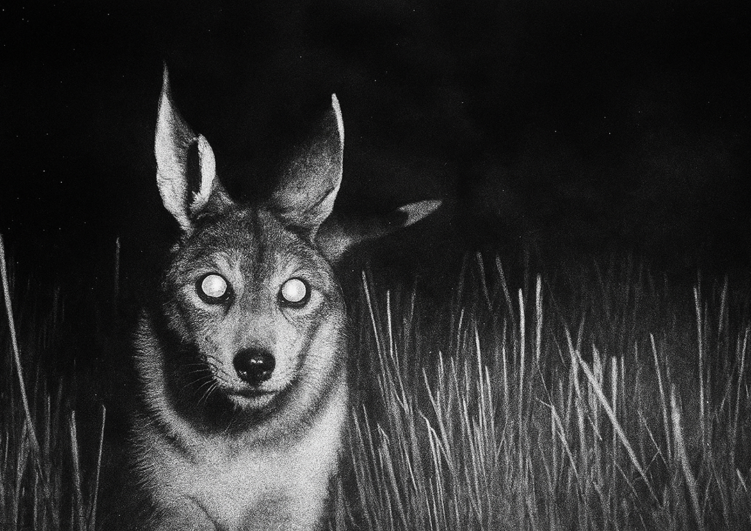 Chasse-Fugace-close